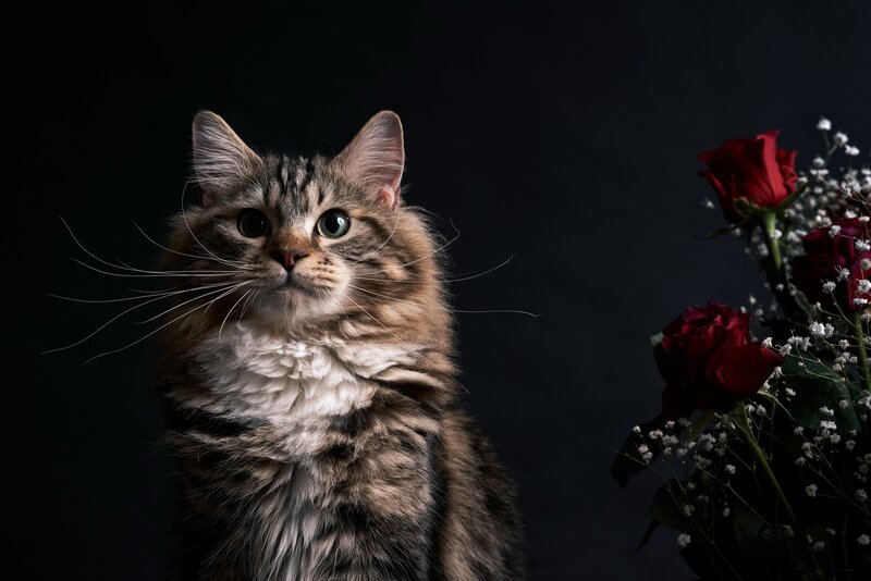 Fluffy Tabby Cat — Black