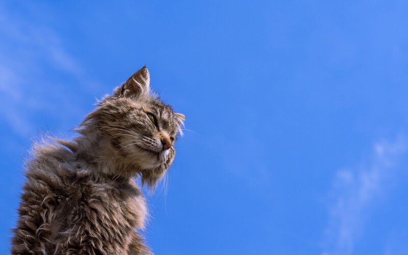 Fluffy Tabby Cat — Blue, Calm, Afternoon
