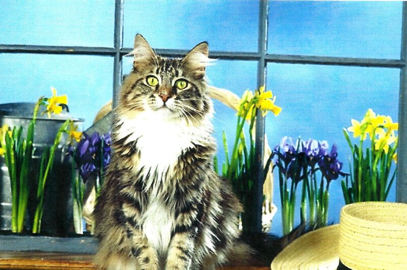 Fluffy Tabby Cat — Blue, Calm, Spring