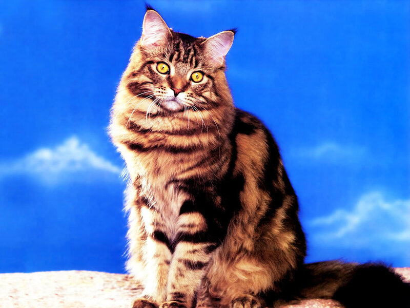 Fluffy Tabby Cat — Blue, Calm