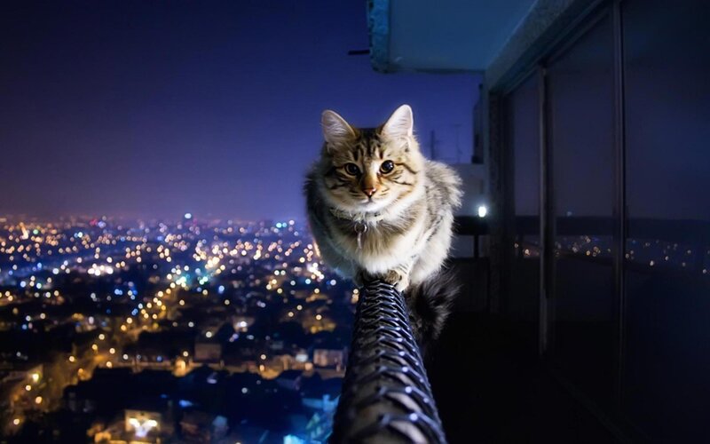 Fluffy Tabby Cat — Blue, Dramatic, Night