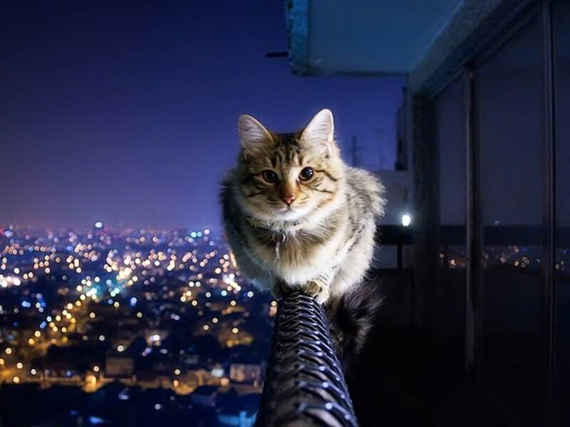 Fluffy Tabby Cat — Blue, Dramatic