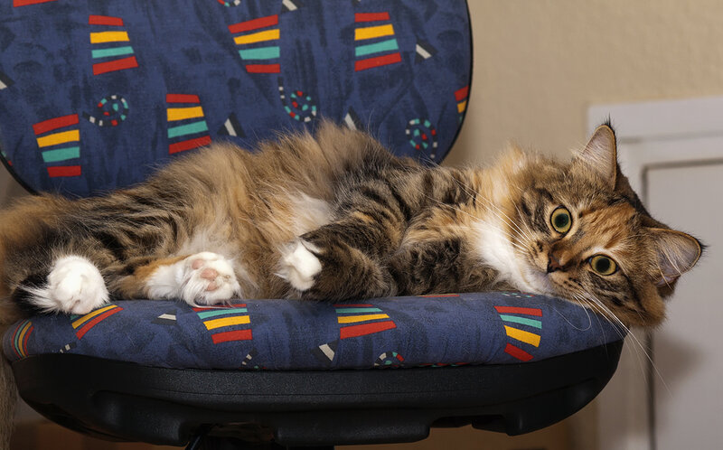 Fluffy Tabby Cat — Blue