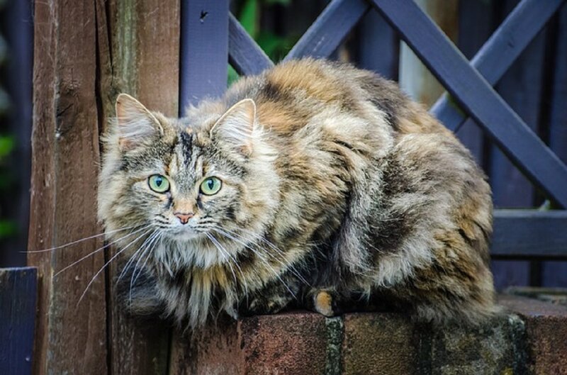 Fluffy Tabby Cat — Brown, Alert, Afternoon, Photograph