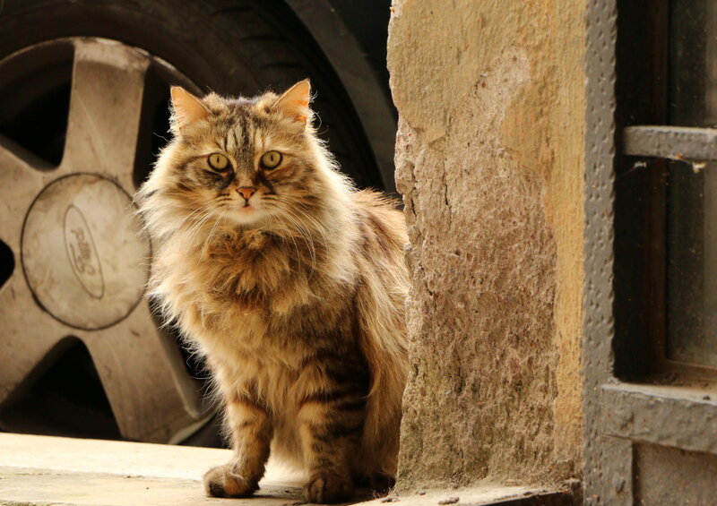 Fluffy Tabby Cat — Brown, Alert, Afternoon