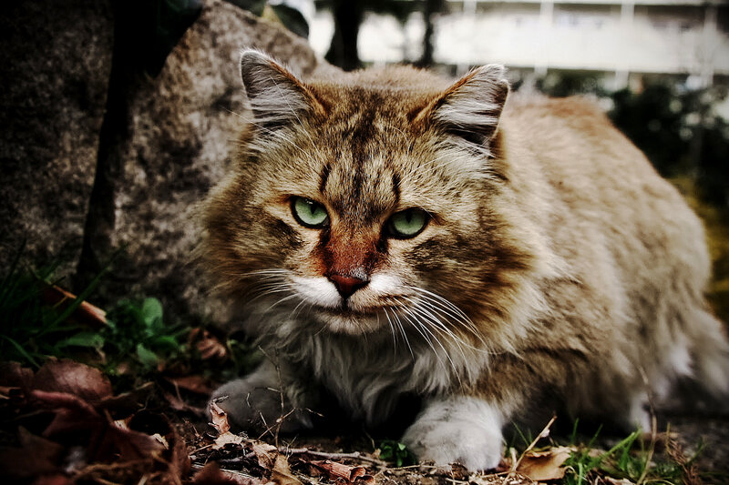 Fluffy Tabby Cat — Brown, Alert, Autumn