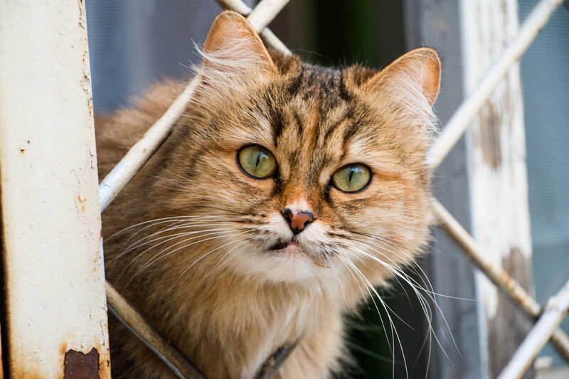 Fluffy Tabby Cat — Brown, Alert, Photograph, Fence