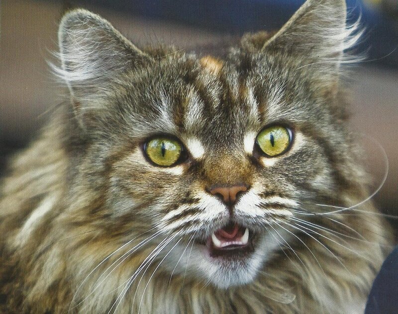 Fluffy Tabby Cat — Brown, Alert, Photograph, Green Eyes