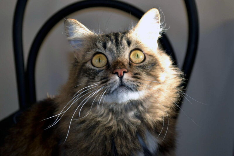 Fluffy Tabby Cat — Brown, Alert, Photograph