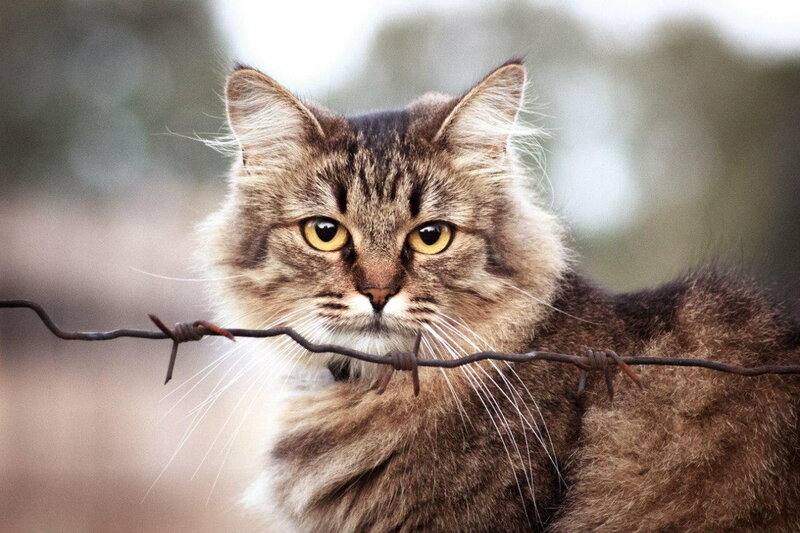 Fluffy Tabby Cat — Brown, Alert