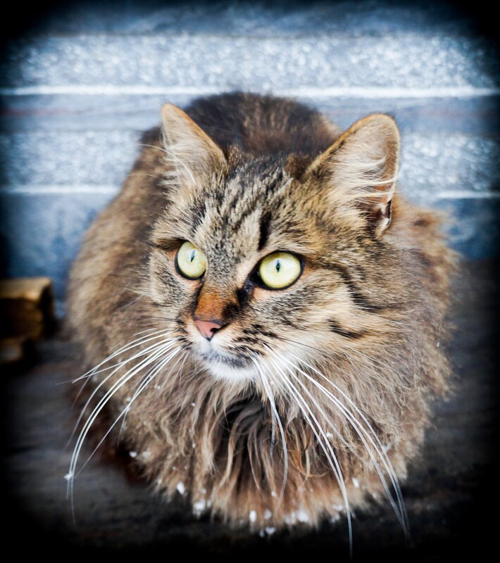 Fluffy Tabby Cat — Brown, Alert, Winter