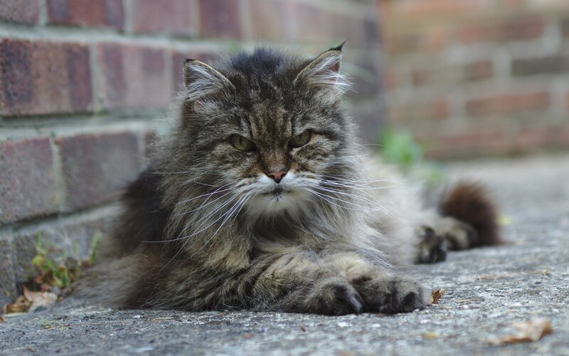 Fluffy Tabby Cat — Brown, Calm, Afternoon, Photograph, Brick Wall