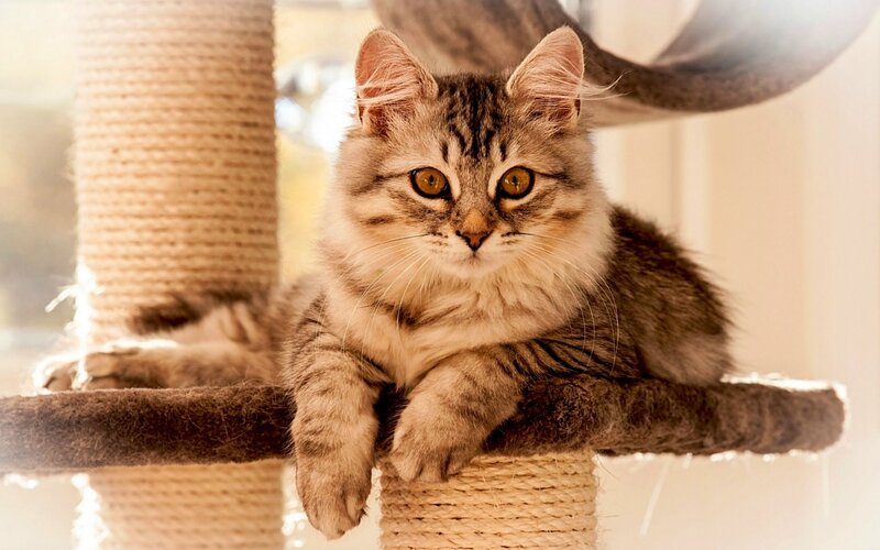 Fluffy Tabby Cat — Brown, Calm, Afternoon, Photograph, Cat Tree, Window