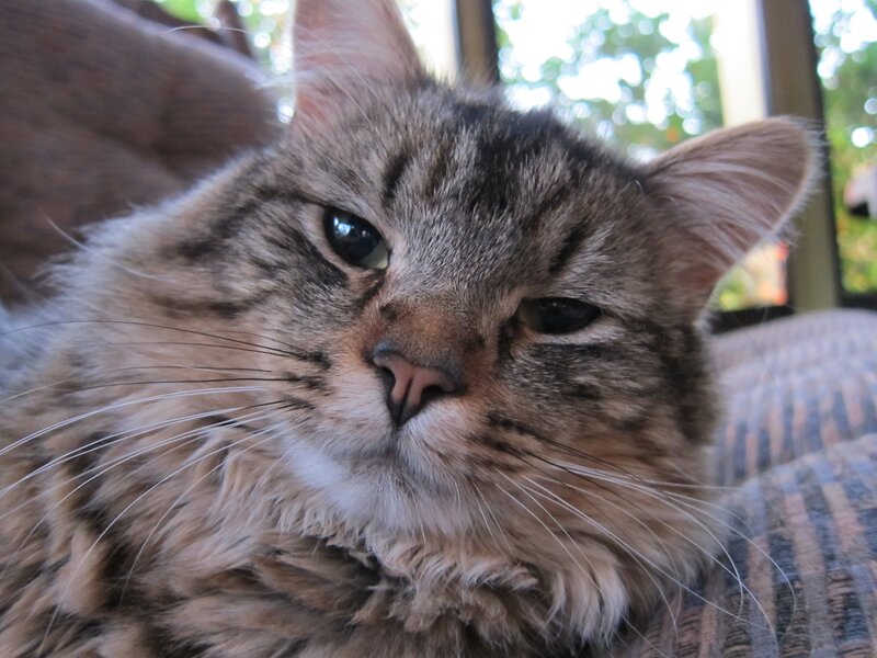 Fluffy Tabby Cat — Brown, Calm, Afternoon, Photograph, Couch