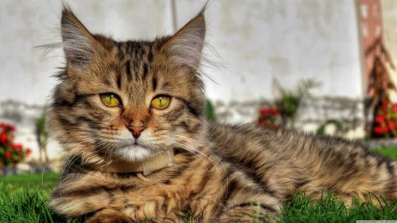 Fluffy Tabby Cat — Brown, Calm, Afternoon, Photograph, Grass, Flowers