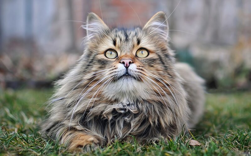 Fluffy Tabby Cat — Brown, Calm, Afternoon, Photograph, Grass