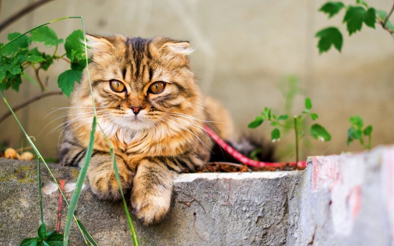 Fluffy Tabby Cat — Brown, Calm, Afternoon, Photograph, Plants, Concrete Wall