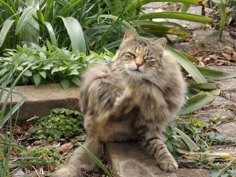 Fluffy Tabby Cat — Brown, Calm, Afternoon, Photograph, Plants, Stone Path