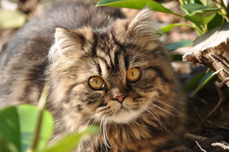 Fluffy Tabby Cat — Brown, Calm, Afternoon, Photograph
