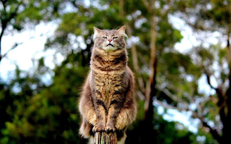 Fluffy Tabby Cat — Brown, Calm, Afternoon, Photograph, Tree