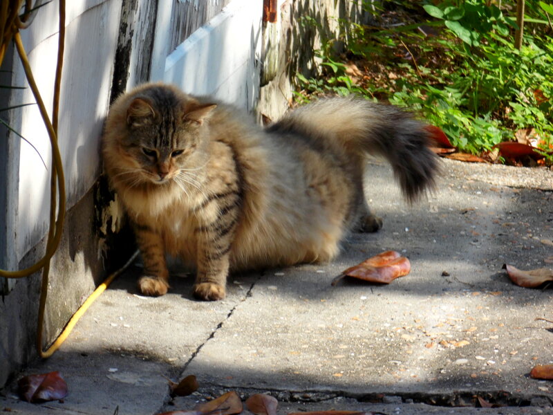 Fluffy Tabby Cat — Brown, Calm, Afternoon, Photograph, Wall
