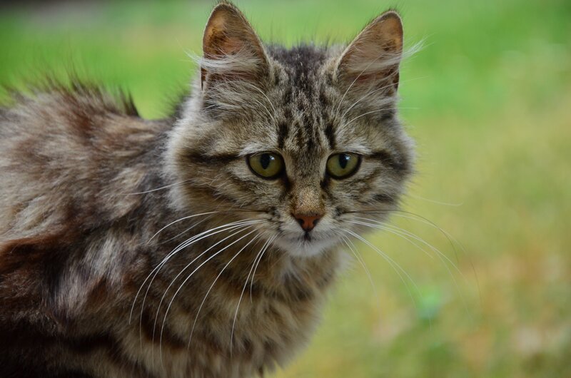 Fluffy Tabby Cat — Brown, Calm, Afternoon, Photograph, Whiskers