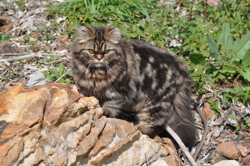 Fluffy Tabby Cat — Brown, Calm, Afternoon