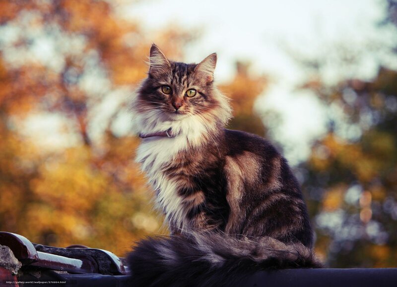Fluffy Tabby Cat — Brown, Calm, Autumn, Photograph, Collar, Trees