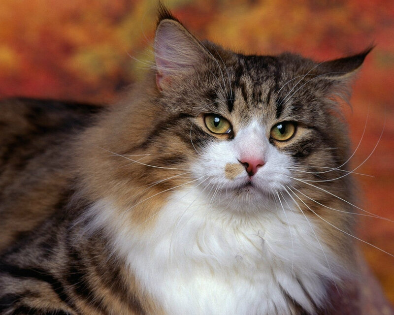 Fluffy Tabby Cat — Brown, Calm, Autumn, Photograph