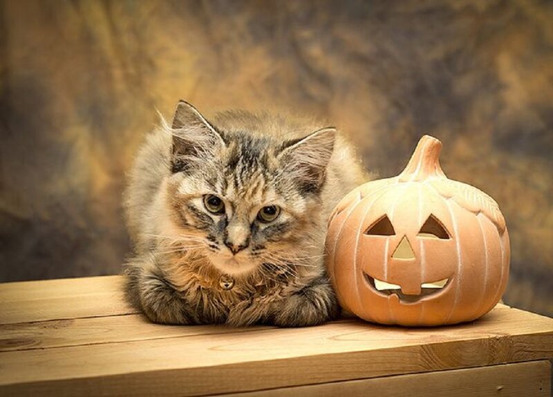Fluffy Tabby Cat — Brown, Calm, Autumn