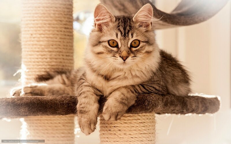 Fluffy Tabby Cat — Brown, Calm, Morning, Photograph, Cat Tree, Window