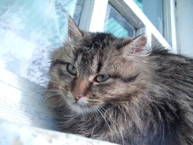 Fluffy Tabby Cat — Brown, Calm, Morning, Photograph