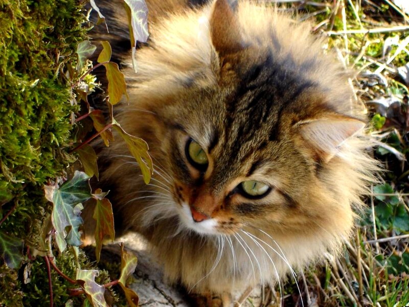 Fluffy Tabby Cat — Brown, Calm, Morning