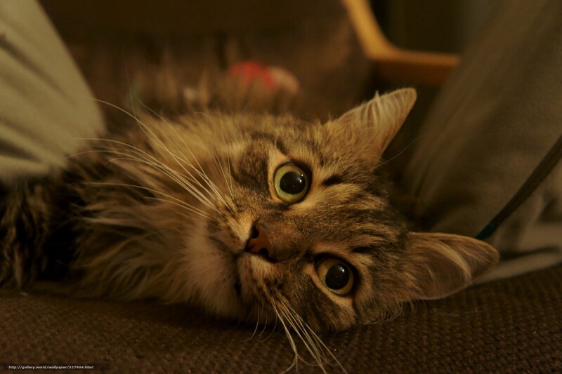 Fluffy Tabby Cat — Brown, Calm, Night