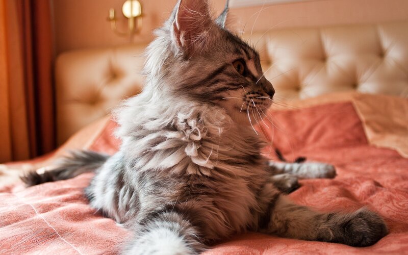 Fluffy Tabby Cat — Brown, Calm, Photograph, Bed