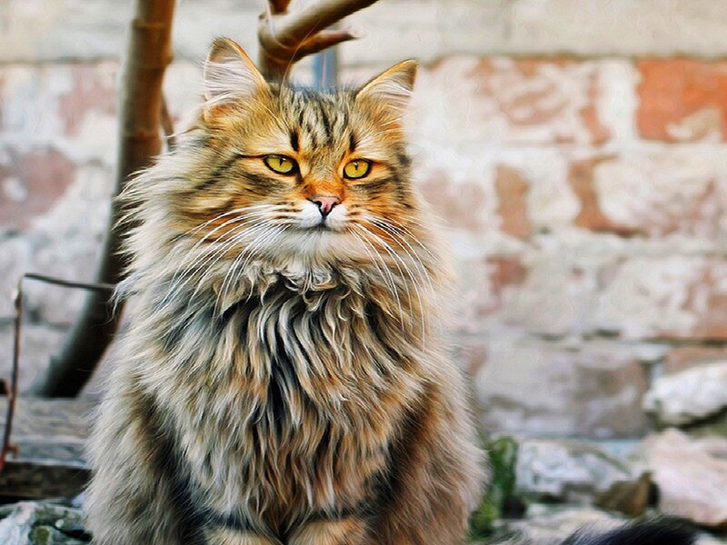 Fluffy Tabby Cat — Brown, Calm, Photograph, Brick Wall