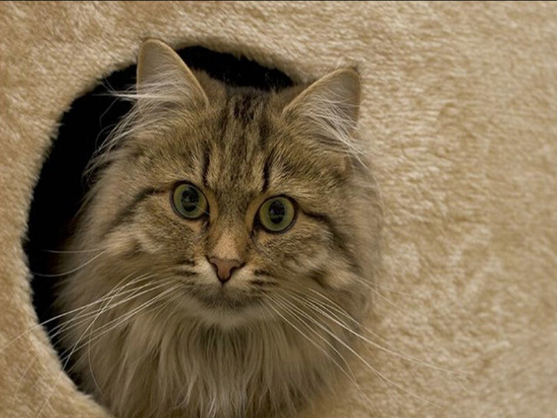 Fluffy Tabby Cat — Brown, Calm, Photograph, Cat Bed