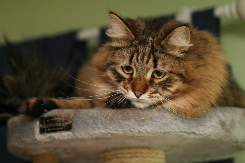 Fluffy Tabby Cat — Brown, Calm, Photograph, Cat Tree, Whiskers