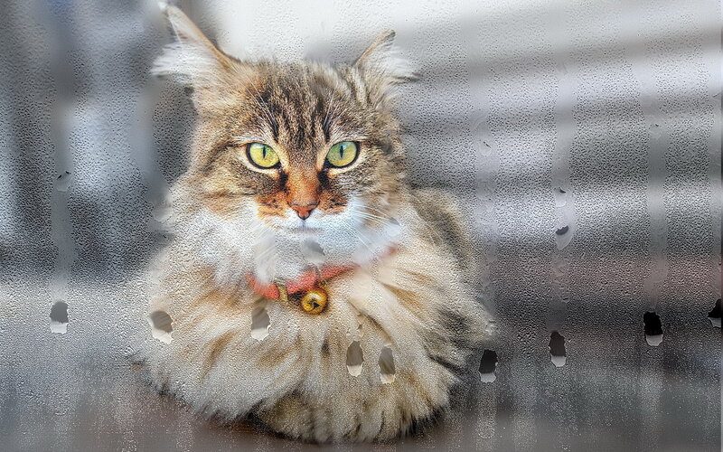 Fluffy Tabby Cat — Brown, Calm, Photograph, Collar