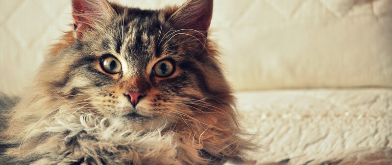 Fluffy Tabby Cat — Brown, Calm, Photograph, Couch