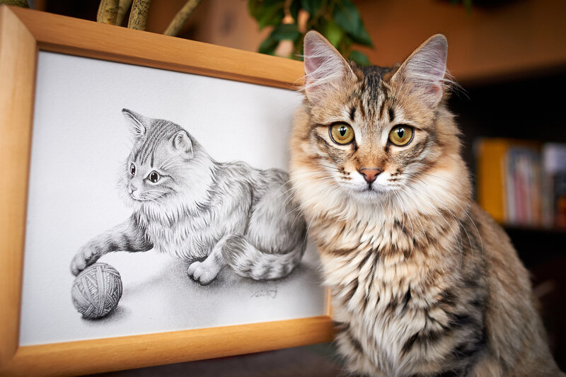 Fluffy Tabby Cat — Brown, Calm, Photograph, Drawing