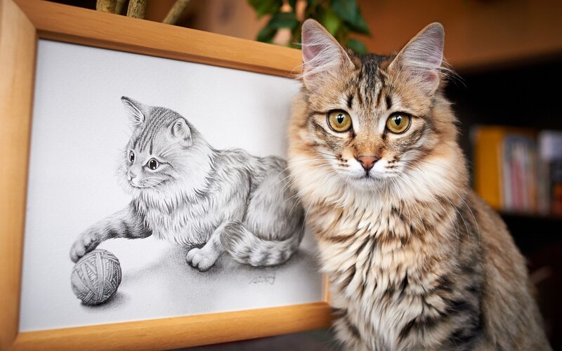 Fluffy Tabby Cat — Brown, Calm, Photograph, Drawing, Yarn Ball