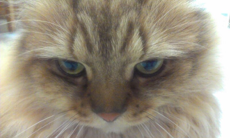 Fluffy Tabby Cat — Brown, Calm, Photograph, Eyes