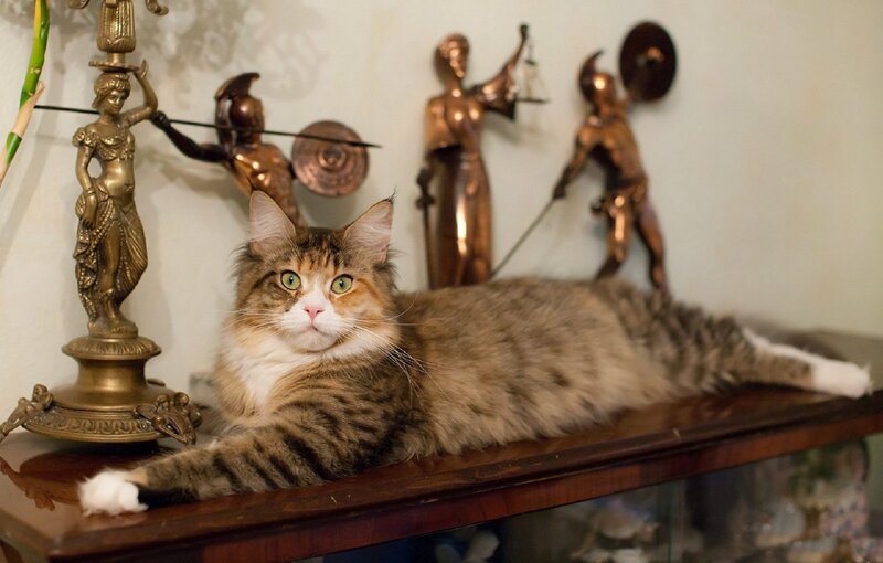 Fluffy Tabby Cat — Brown, Calm, Photograph, Figurines