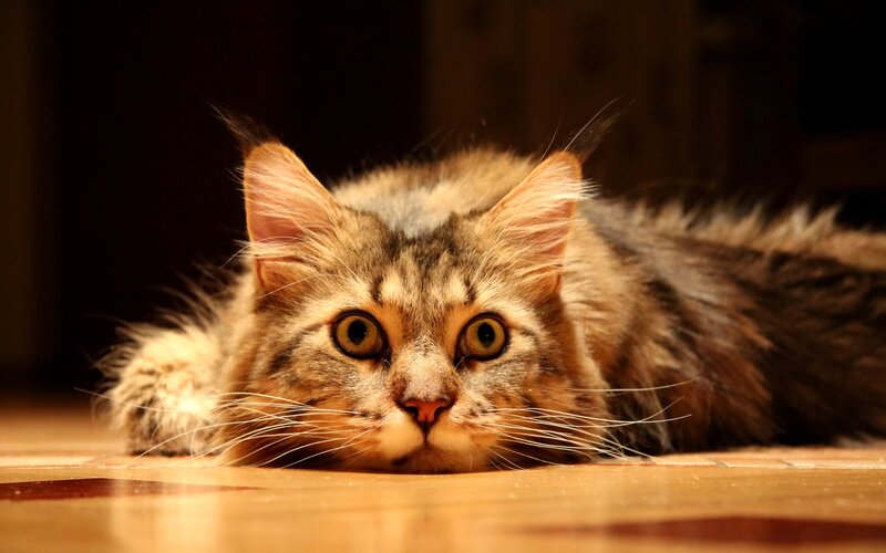 Fluffy Tabby Cat — Brown, Calm, Photograph, Floor