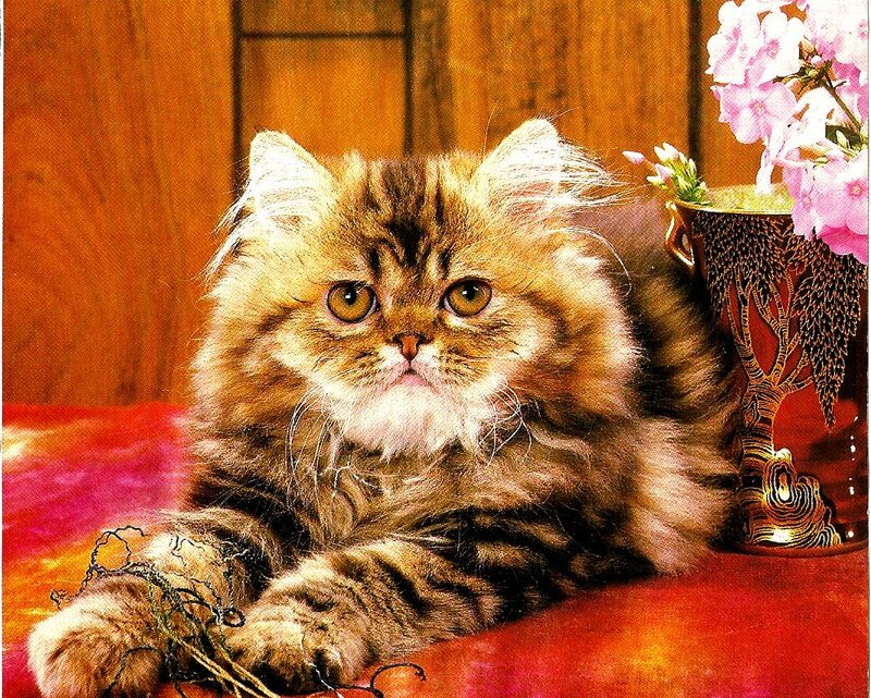 Fluffy Tabby Cat — Brown, Calm, Photograph, Flowers