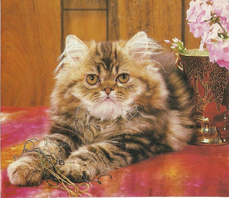 Fluffy Tabby Cat — Brown, Calm, Photograph, Flowers, Vase