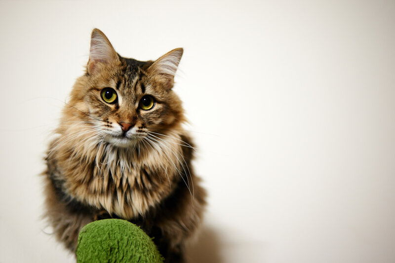 Fluffy Tabby Cat — Brown, Calm, Photograph, Green Ball