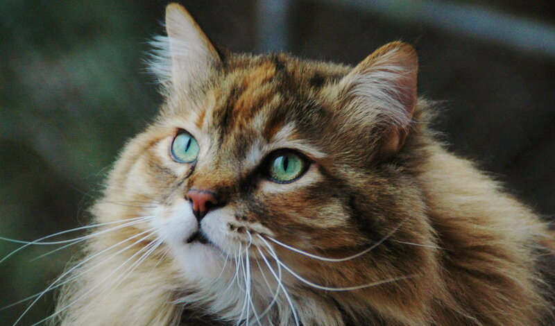 Fluffy Tabby Cat — Brown, Calm, Photograph, Green Eyes, Whiskers