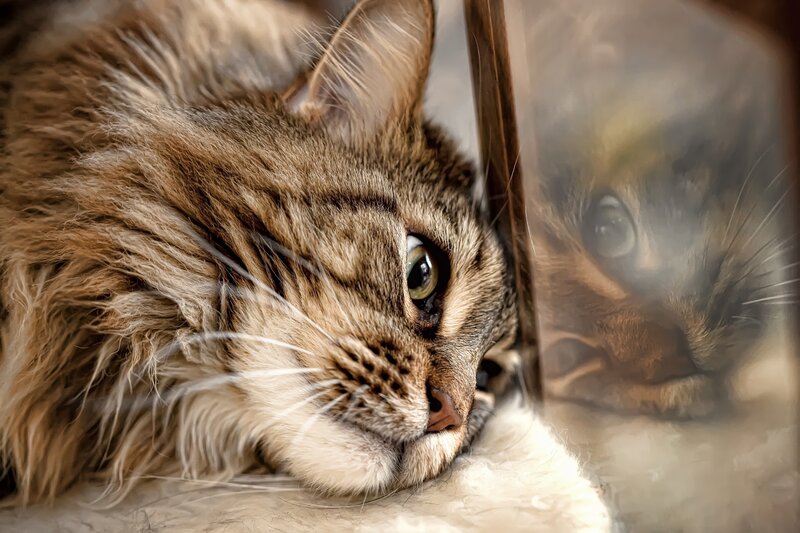 Fluffy Tabby Cat — Brown, Calm, Photograph, Mirror